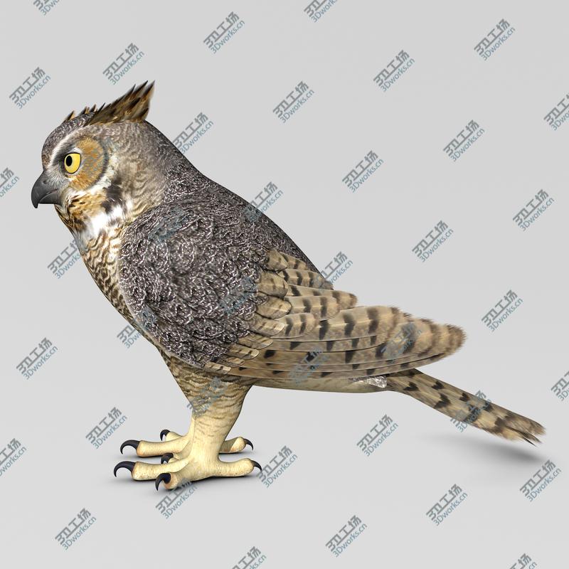 images/goods_img/20210319/Great Horned Owl  Folded Wings/3.jpg